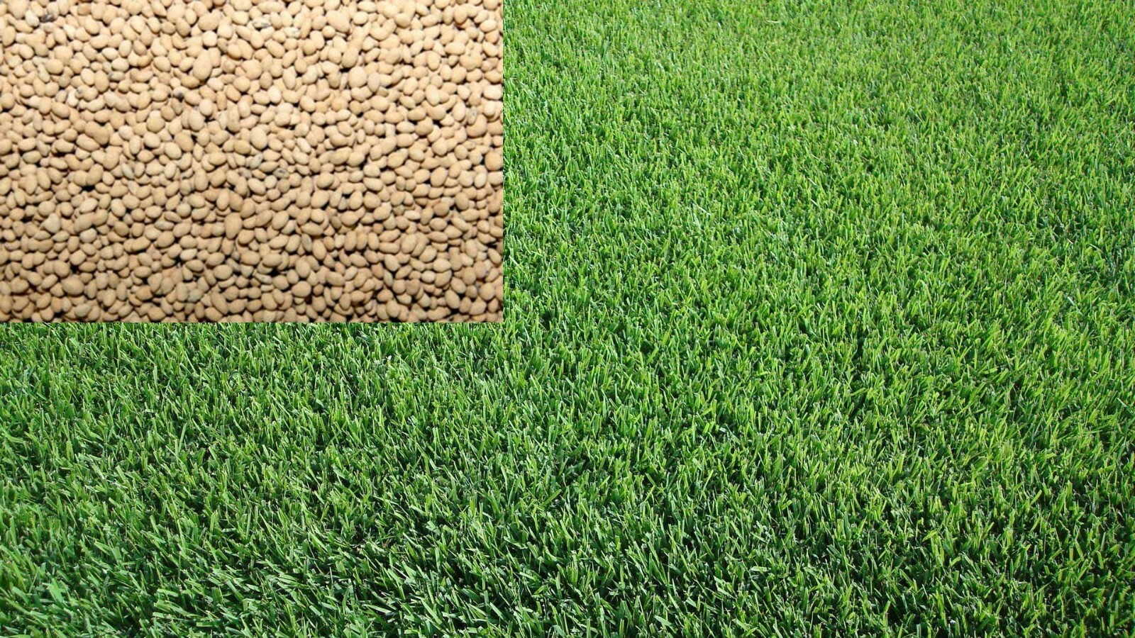 Kikuyu Lawn Seed Drought Tolerant Pure 